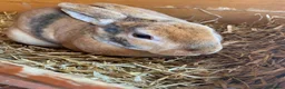 Rex rabbits for sale: Two Gorgeous Rex Doe’s for sale - Advert 2