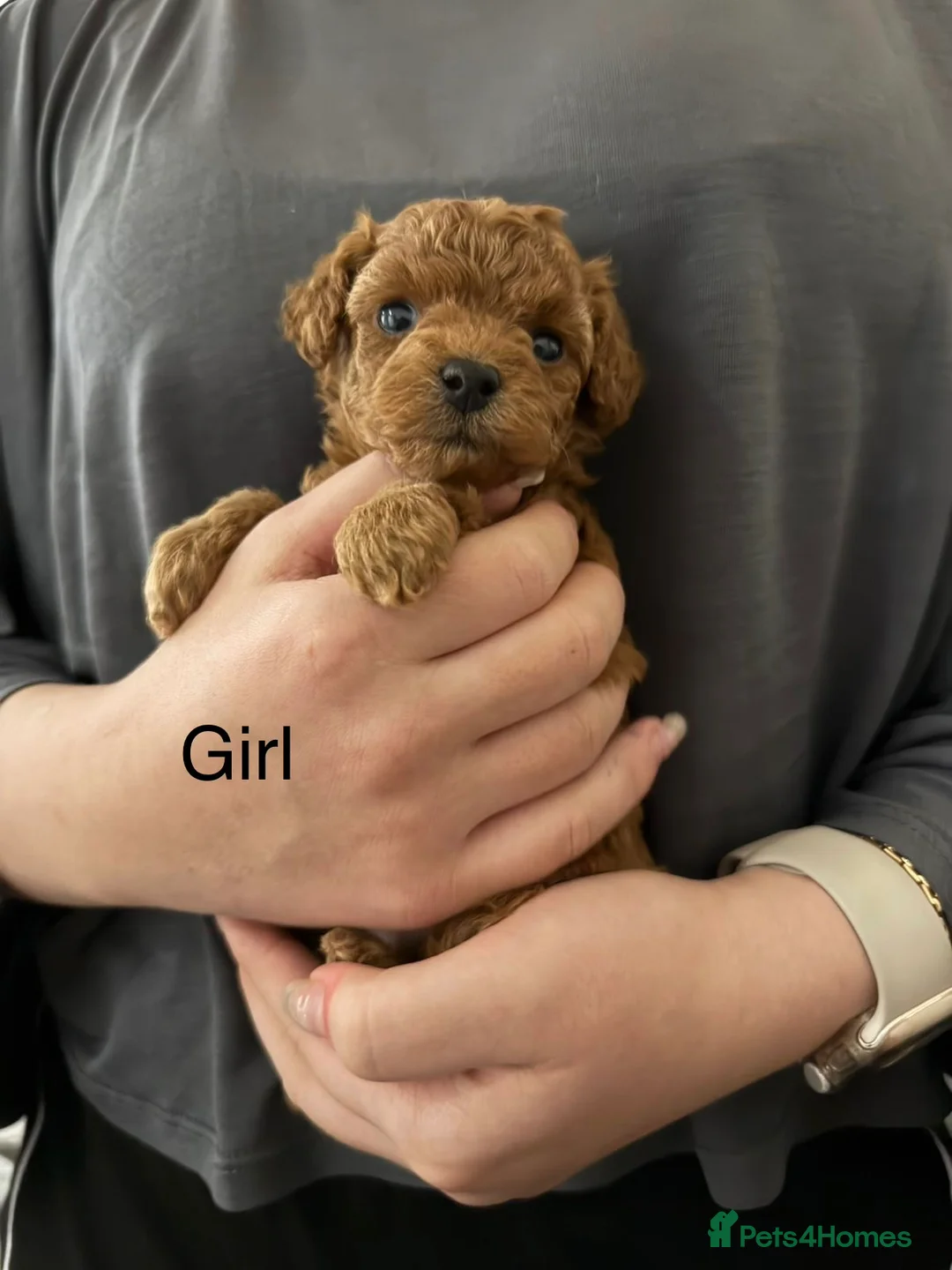 Toy Poodle dogs for sale: Asian toy poodle - Advert 1