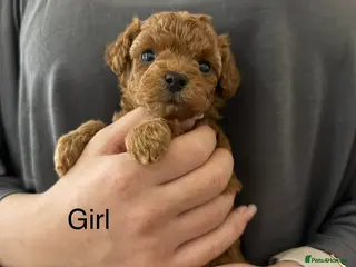 Toy Poodle dogs for sale: Asian toy poodle - Advert 1