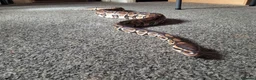 Python Snake reptiles for sale: Ball python  - Advert 3