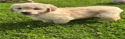 Golden Retriever dogs for sale: Beautiful KC Golden Retriever Puppies - Advert 9