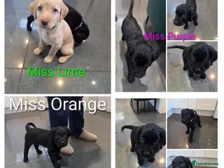 Labradoodle dogs Ready 5th April Final Four-Labradoodle Puppies - Advert 6