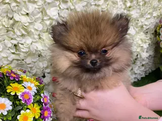 Pomeranian dogs 2 beautiful Pomeranian boys - Advert 2