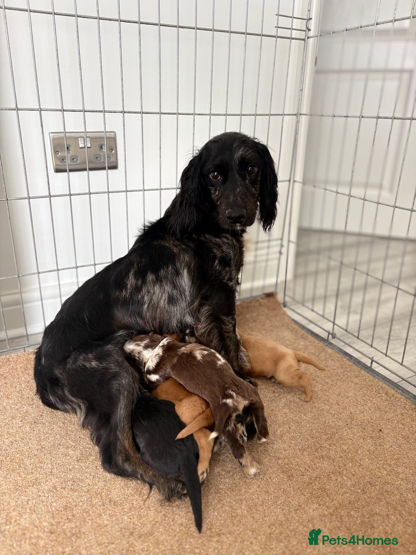 Cocker Spaniel dogs Cocker spaniel puppies  - Advert 9