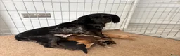 Cocker Spaniel dogs for sale: Cocker spaniel puppies  in Middlesbrough - Advert 1