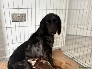 Cocker Spaniel dogs Cocker spaniel puppies - Advert 1
