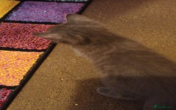 Mixed Breed cats for sale: Kittens - Image 7