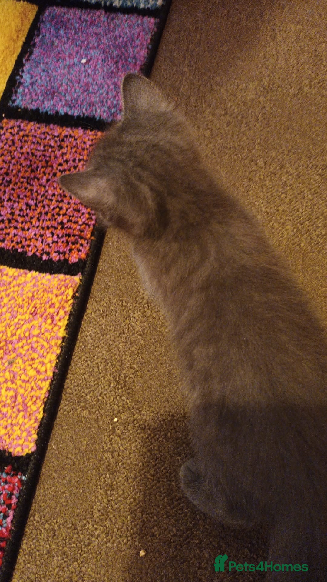 Mixed Breed cats for sale: Kittens - Image 7