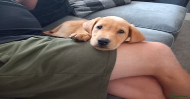 Labrador Retriever dogs - Advert 7