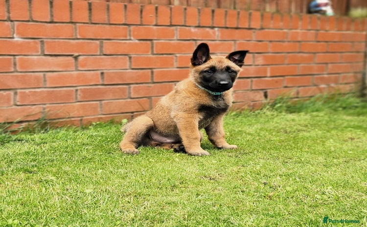 Belgian Shepherd Dog dogs - Advert 2