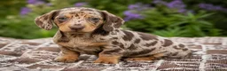 Miniature Dachshund dogs for sale: Miniature Dachshund - Chocolate Dapple (Boy) - Advert 3