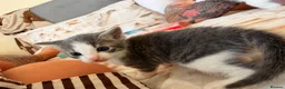 Mixed Breed cats for sale: Two lovely kittens for rehoming  - Advert 8