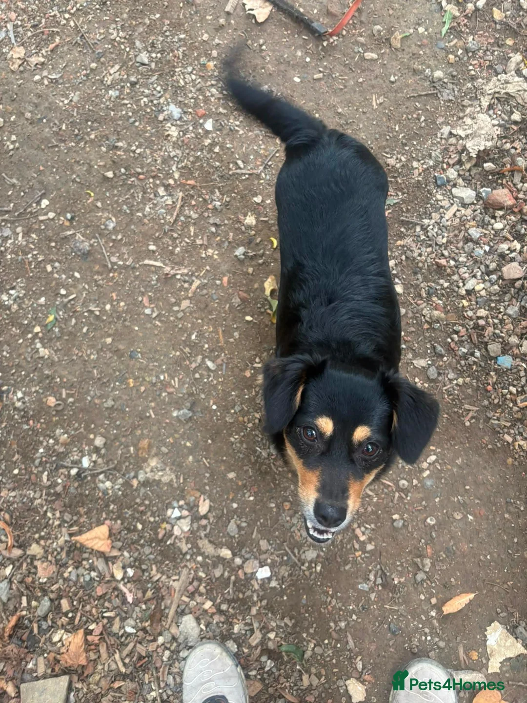 Mixed Breed dogs for sale: 🐾 INDY LOOKING FOR HER FOREVER HOME - Advert 6