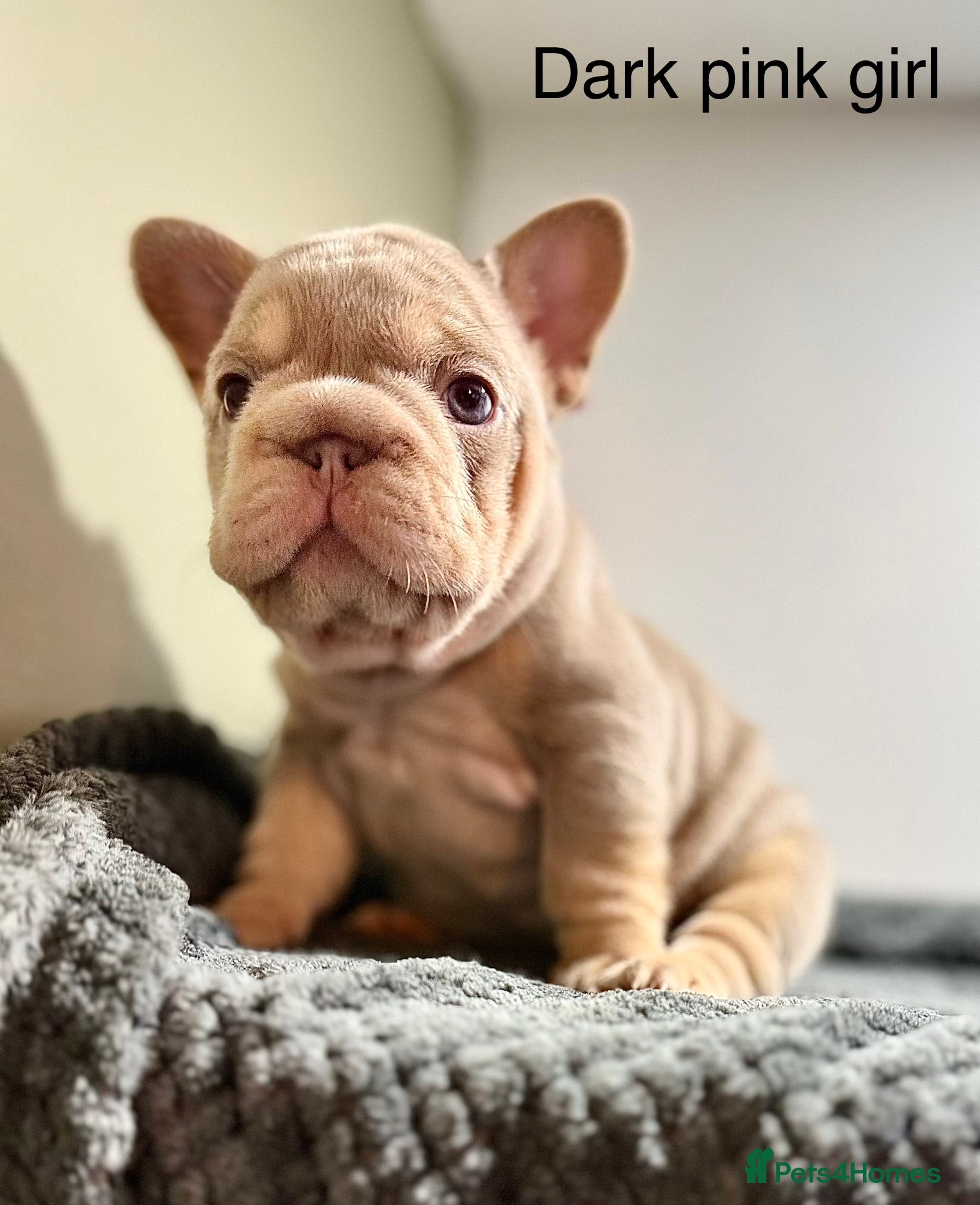 French Bulldog dogs Isabella NEWSHADE French bulldogs - Advert 1