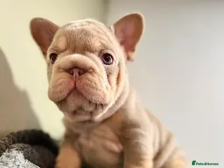 French Bulldog dogs Isabella NEWSHADE French bulldogs - Advert 1