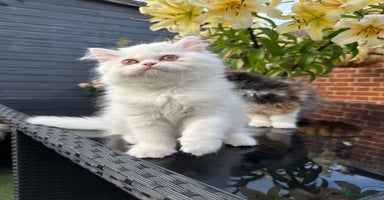 Persian cats - Advert 4