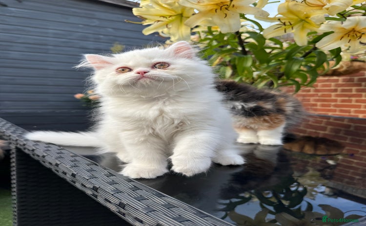 Persian cats - Advert 4