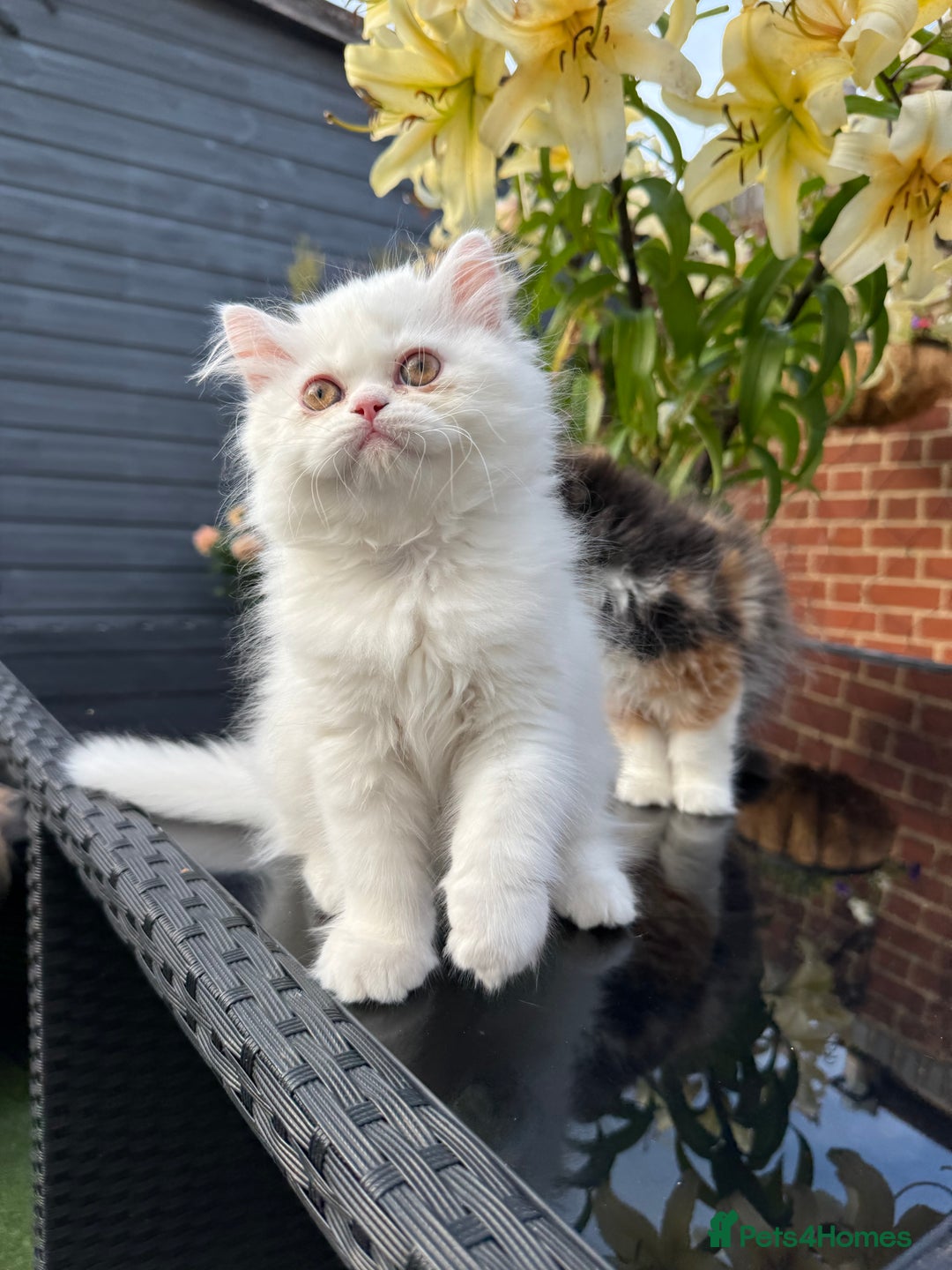 Persian cats for sale: 2 white Gorgeous Persian Boys - Image 2