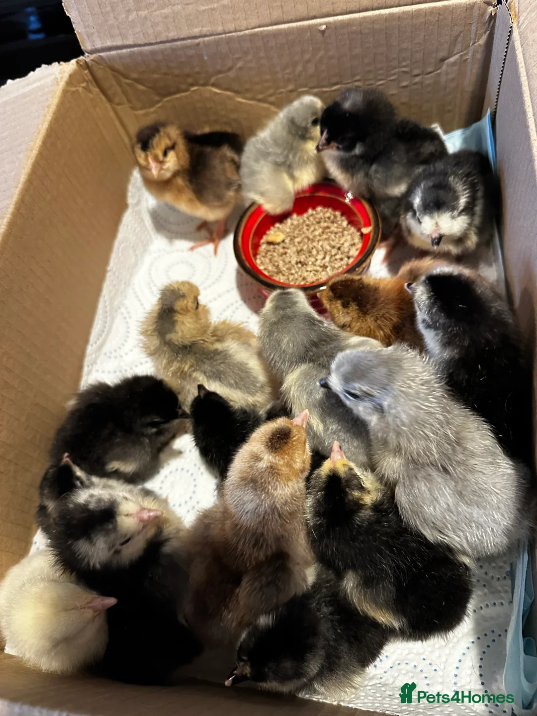 Chickens poultry for sale: Chicks, chickens and hatching eggs - Advert 1