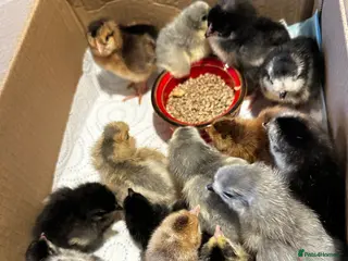 Chickens poultry Chicks, chickens and hatching eggs - Advert 2