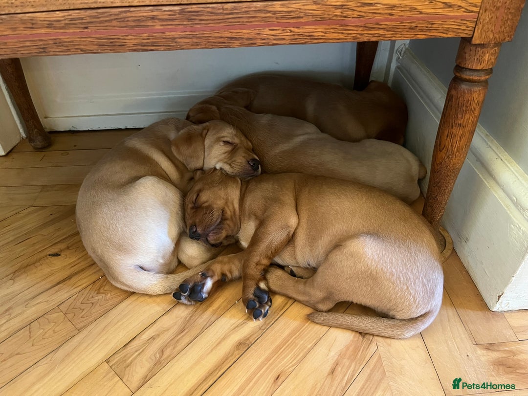 Labrador Retriever dogs for sale: Beautiful KC Reg Yellow/Fox Red Labrador puppies - Image 7