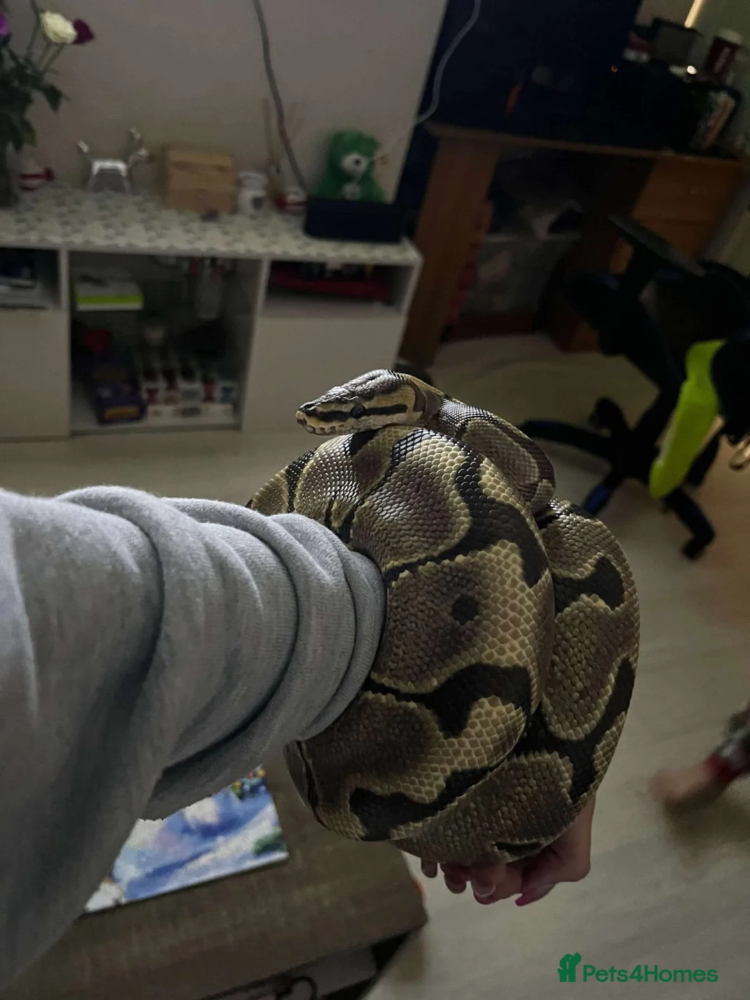 Python Snake reptiles for sale: Effy The Royal Python in Tiverton - Advert 2