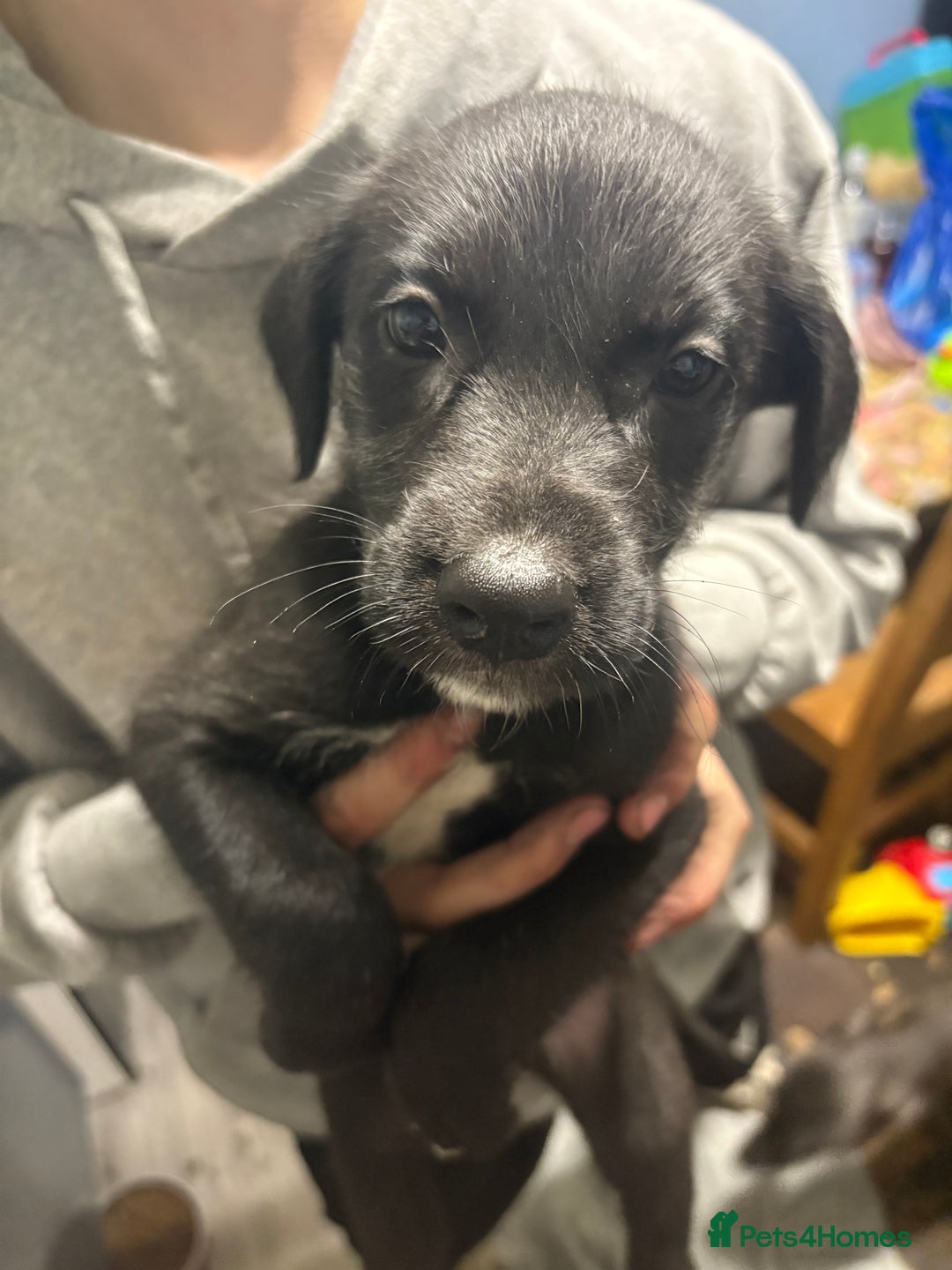 Mixed Breed dogs for sale: 6 whippet x lurcher - Advert 19