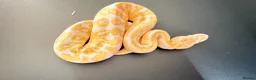 Python Snake reptiles for sale: 0.1 GHI Leo Candy 66% het Pied  - Advert 6