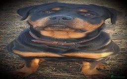 Rottweiler dogs for sale: Old fashioned big rottweiler pups  - Image 2