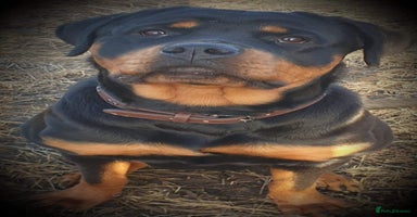 Rottweiler dogs - Advert 13