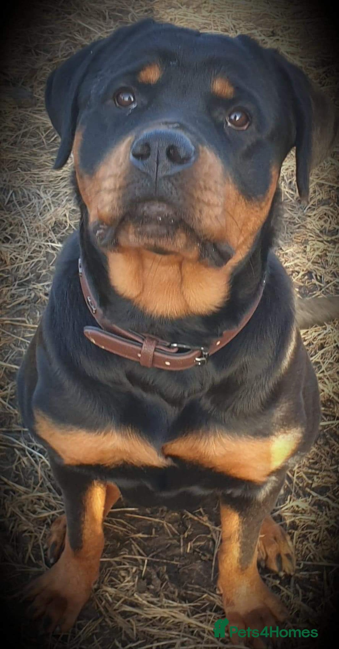 Rottweiler dogs for sale: Old fashioned big rottweiler pups  - Image 2