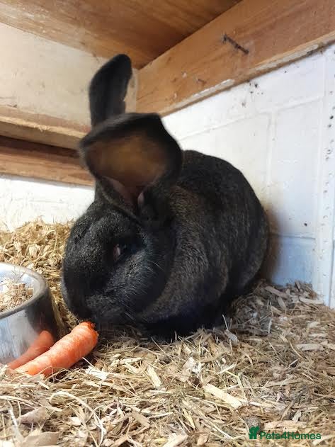 Continental Giant rabbits continental giant rabbit boy 13 weeks - Advert 1