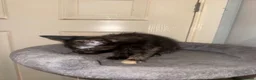 Mixed Breed cats for sale: 3 baby’s ready for there forever homes  in Maidenhead - Advert 13