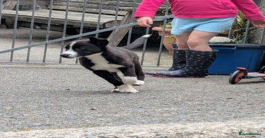 Border Collie dogs - Advert 1