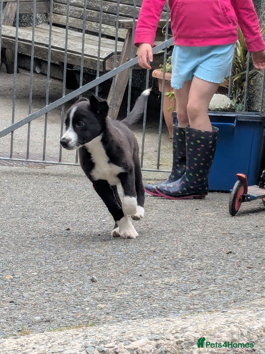 Border Collie dogs for sale: Border Collie Puppies  - Image 3