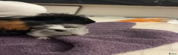 Guinea Pig rodents for sale: 2 Female young  guinea pigs for sale  - Advert 6