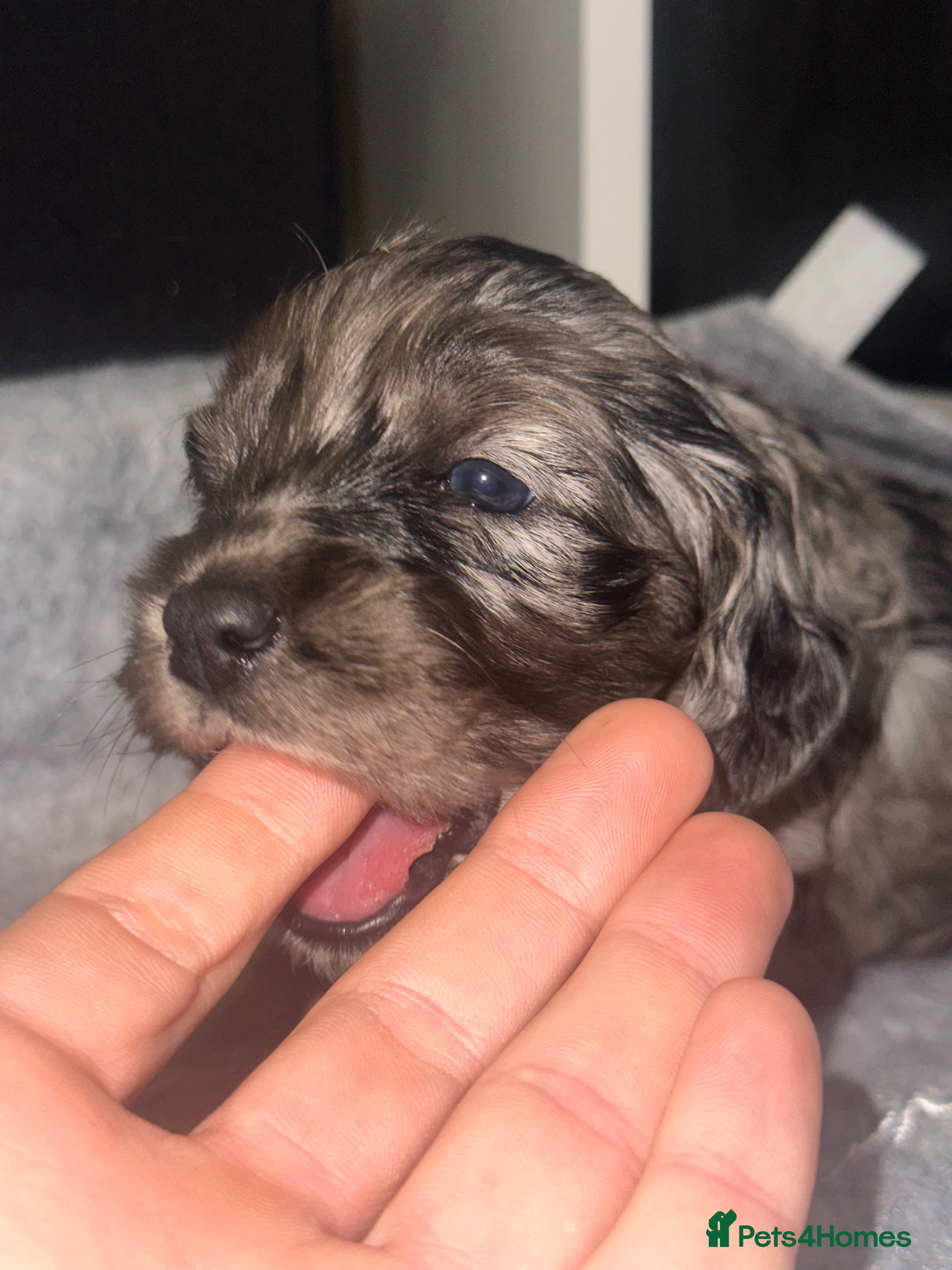 Cockapoo dogs F1 Miniature Cockapoo.   - Advert 14