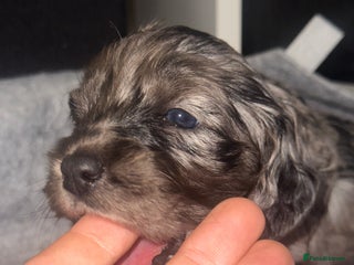 Cockapoo dogs F1 Miniature Cockapoo. - Advert 14