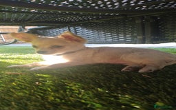 Chihuahua dogs for sale: 🐾Adorable Chihuahua Puppies Need 4ever Homes🐾 - Image 11