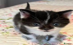 Mixed Breed cats for sale: Two orphaned kittens  - Image 1