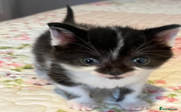 Mixed Breed cats - Advert 2
