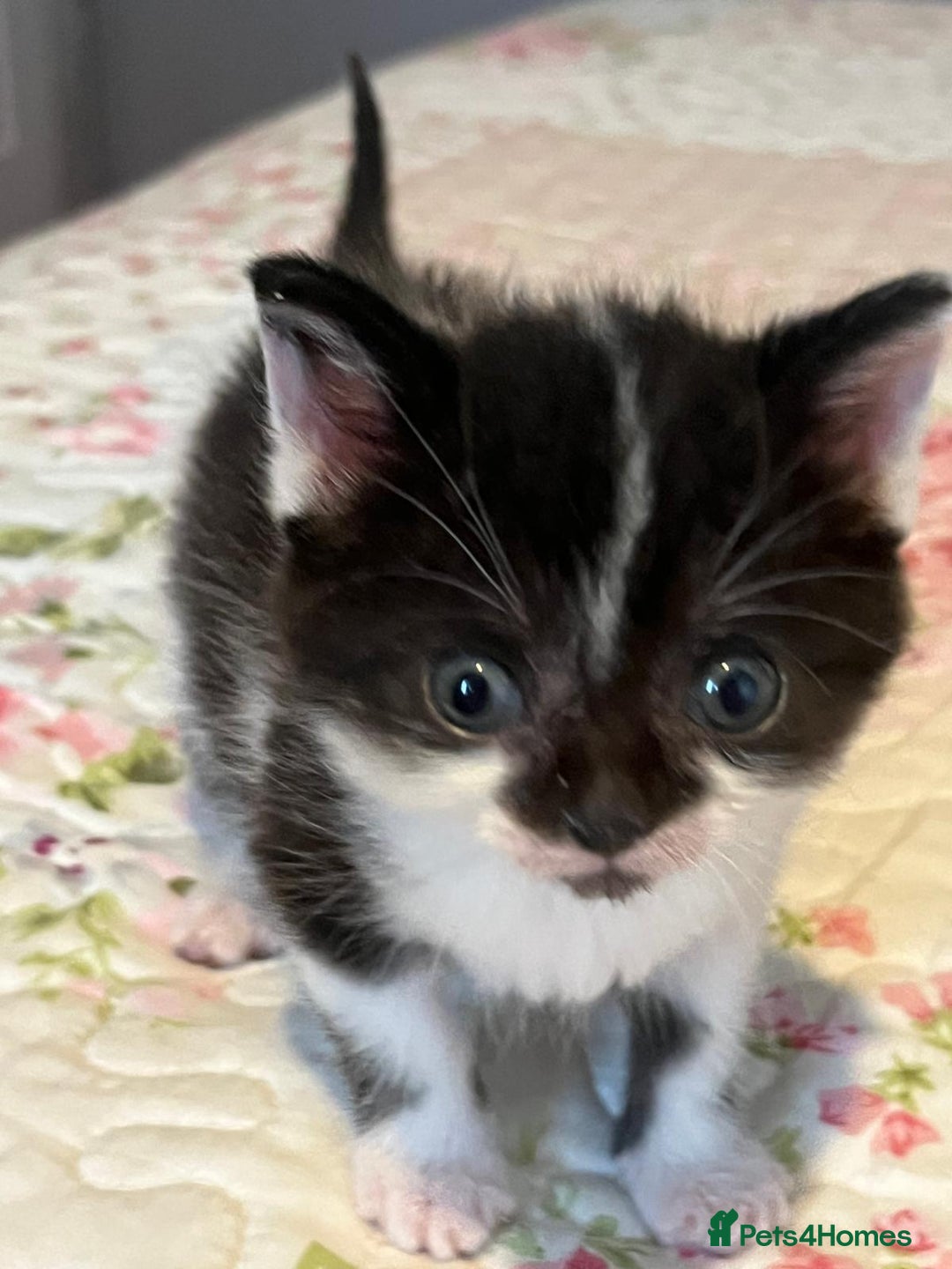 Mixed Breed cats for sale: Two orphaned kittens  - Image 1