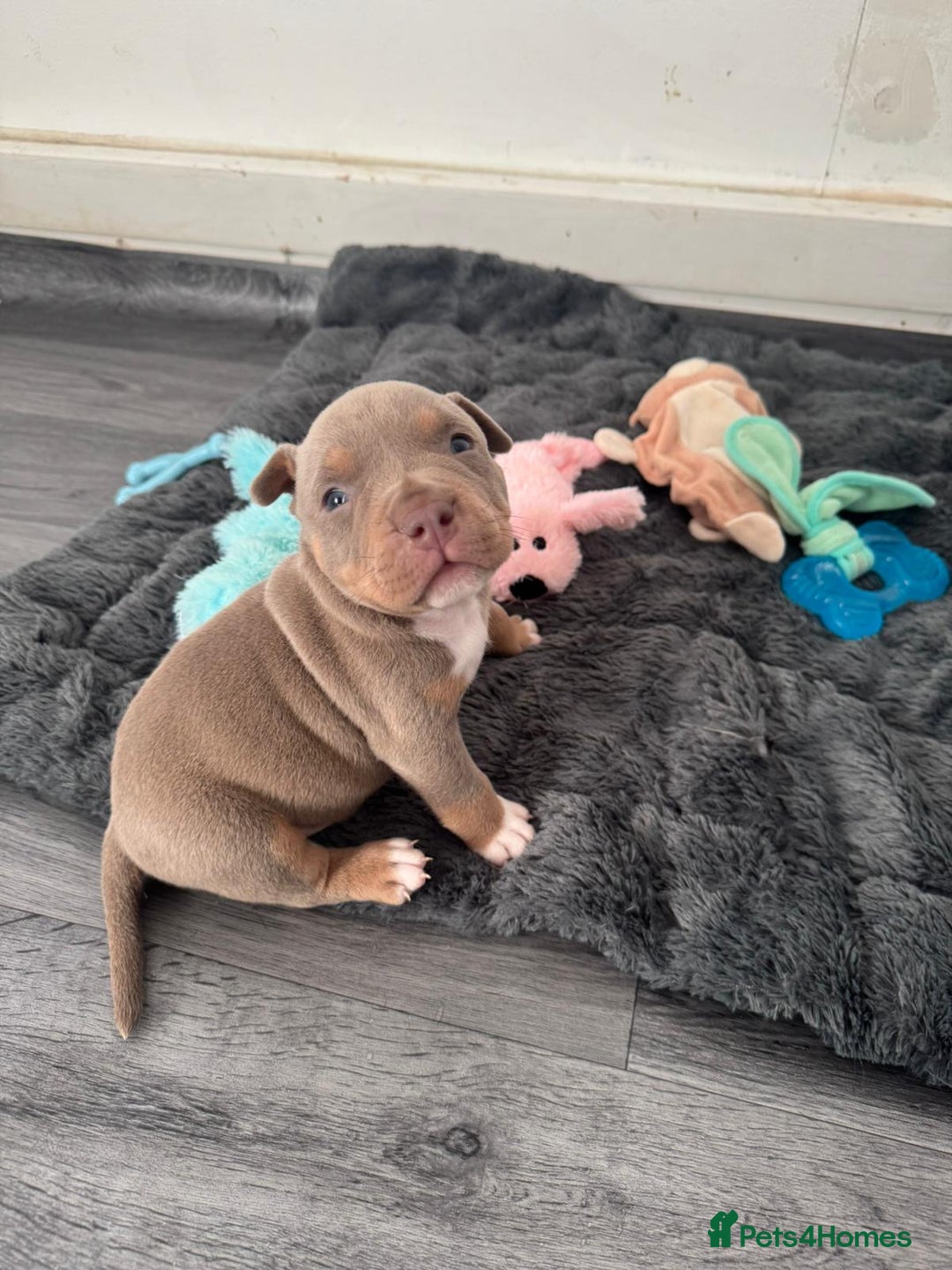 American Bully dogs for sale: Pocket bullys - Advert 2