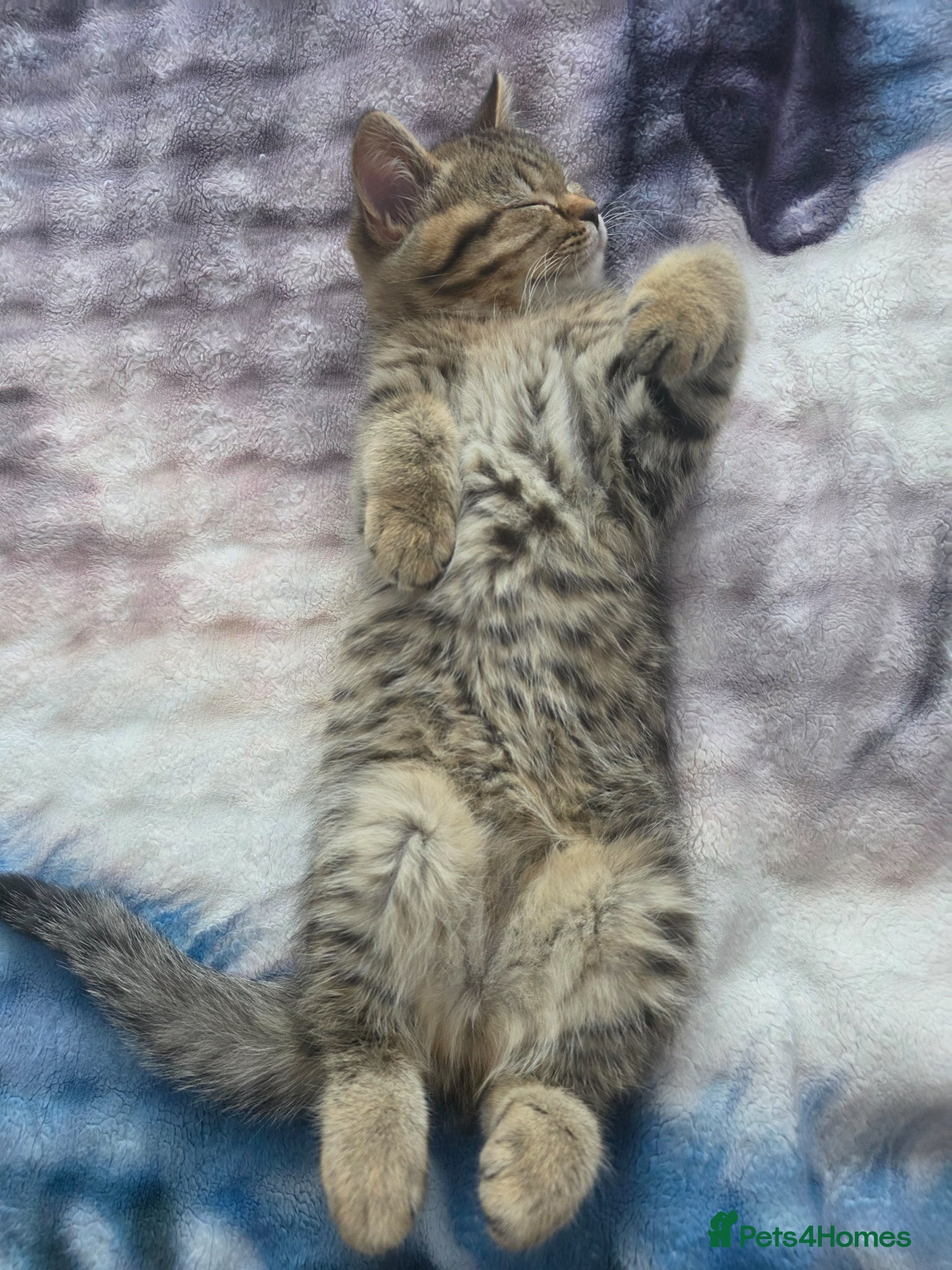 British Shorthair cats British shorthair kittens - Advert 2