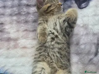 British Shorthair cats British shorthair kittens - Advert 2