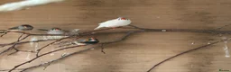 Finches birds for sale: Zebra and bengalese finches  - Advert 2