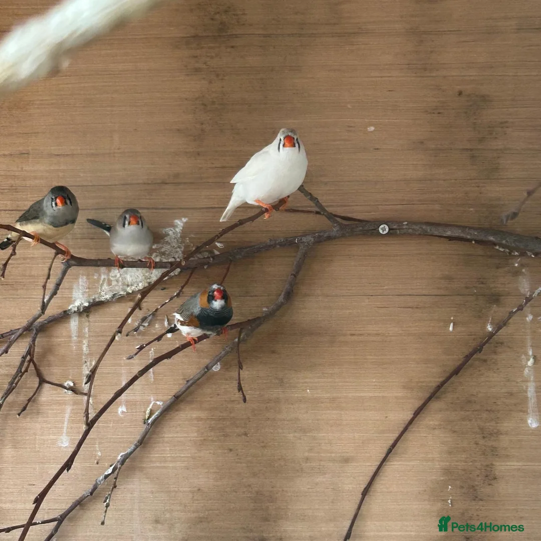 Finches birds for sale: Zebra and bengalese finches  - Advert 2