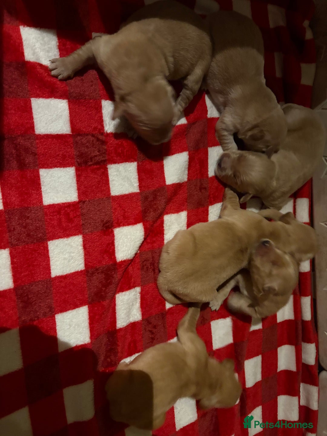 Golden Retriever dogs for sale: Golden retriever puppies boys and girls available  - Advert 7