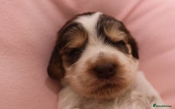 Cocker Spaniel dogs for sale: Beautiful family SHOW cocker spaniels - Image 21