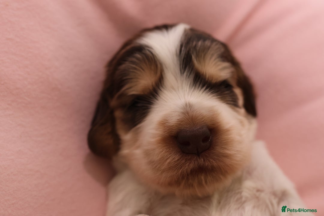 Cocker Spaniel dogs for sale: Beautiful family SHOW cocker spaniels - Image 21